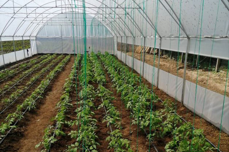 Polytunnel
